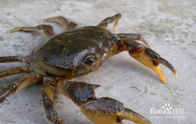 螃蟹冰箱储存方法