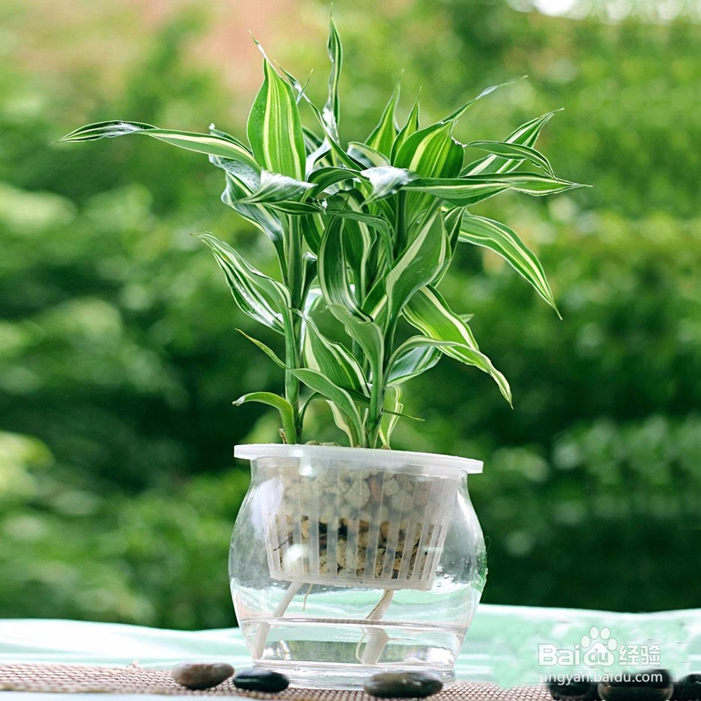 水培富贵竹应该注意哪些问题？