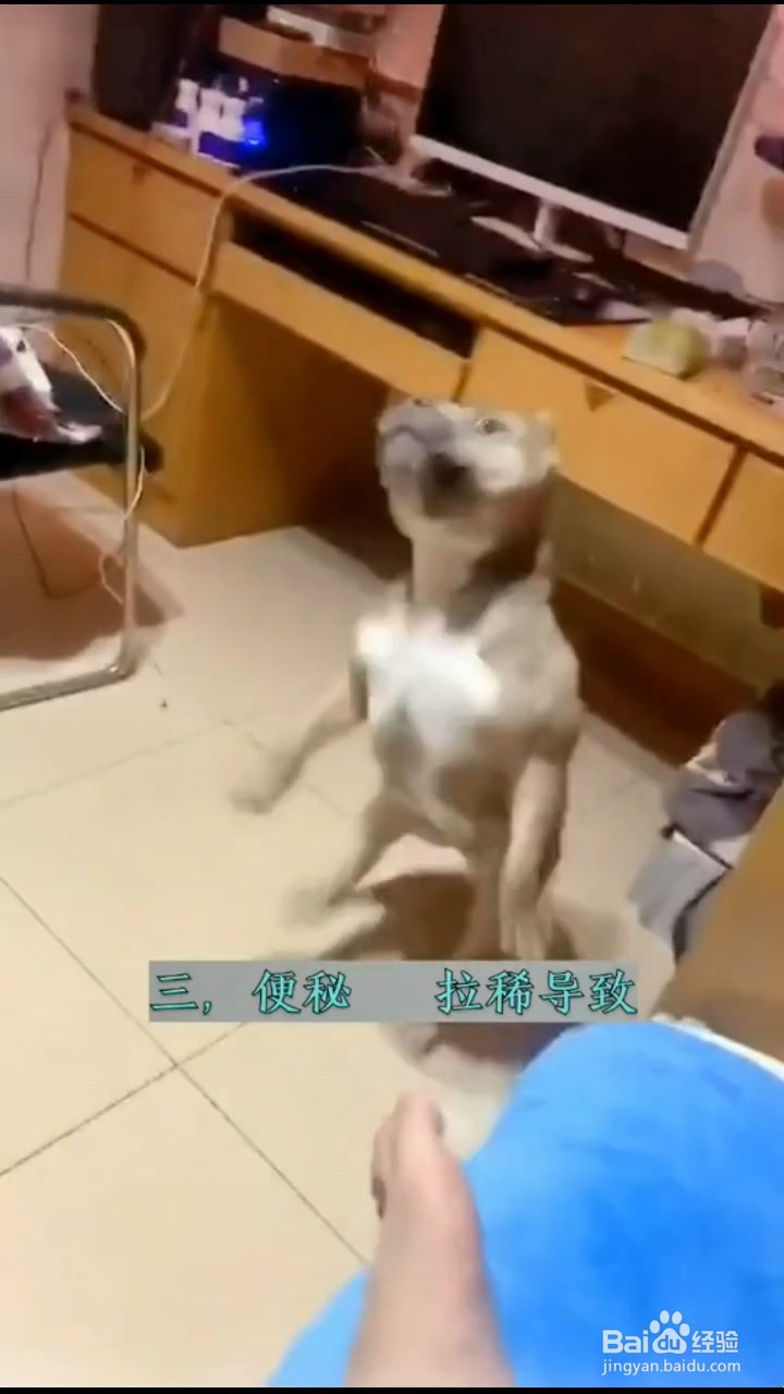 小狗蹭屁股的原因