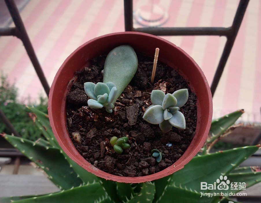 室内放哪些植物好