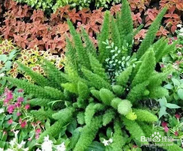 3种花长得像文竹,比文竹还好看好养