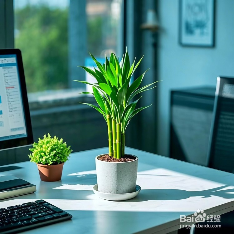 办公桌摆放什么绿植好?