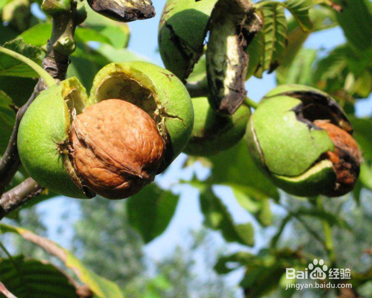 新打下来的核桃怎么处理