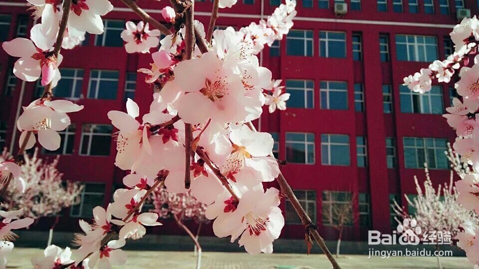 早春时节可以干嘛呢？