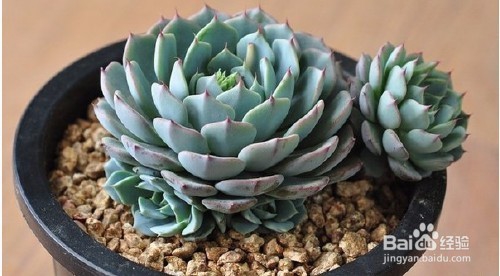 三分钟速成之最美多肉