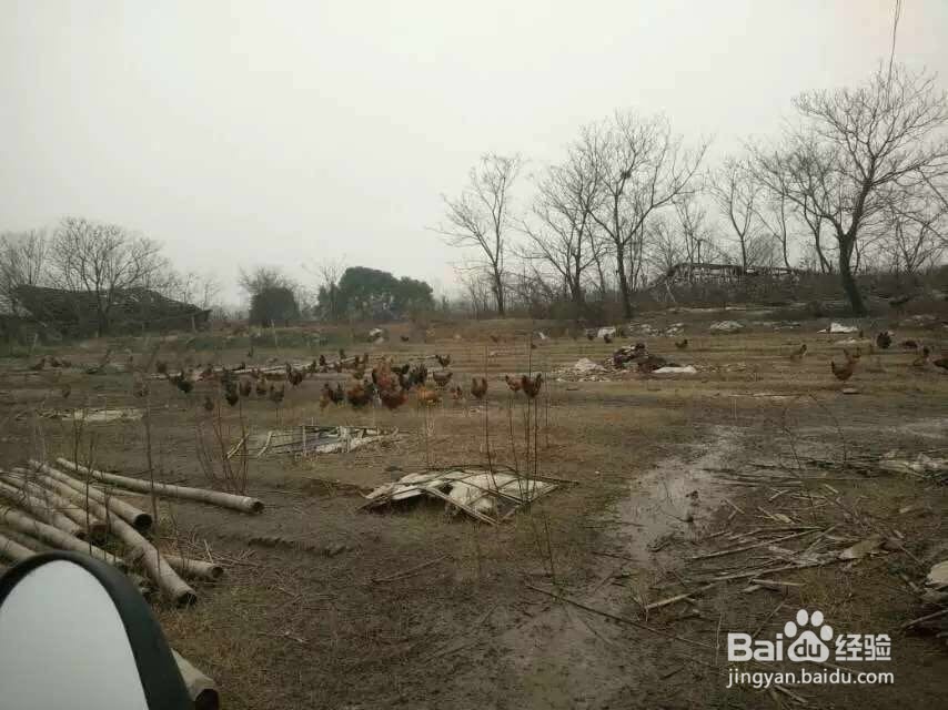 为您推荐三种营养鸡汤做法