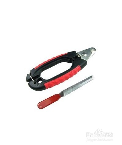 领养猫咪要注意什么