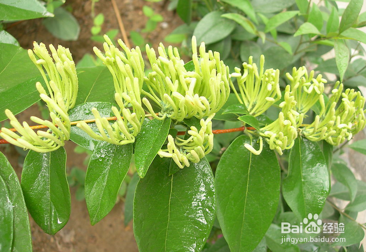 用金银花泡水喝有什么功效？