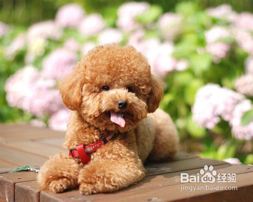 训练泰迪犬的技巧