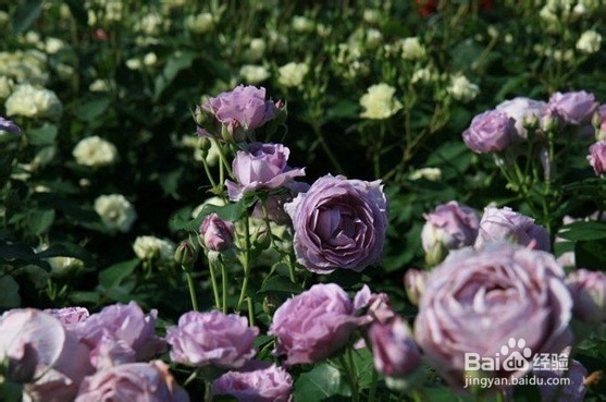 欧洲月季如何播种繁殖