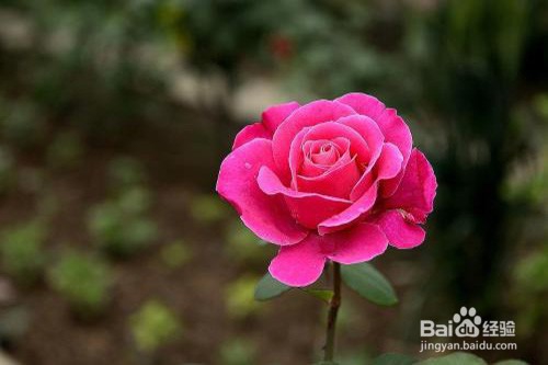 月季花烂根怎么办