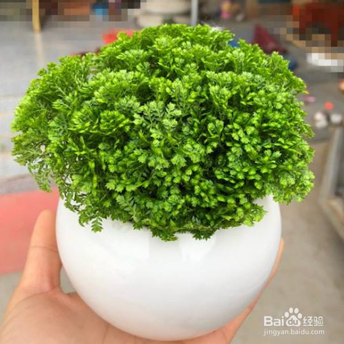 翠云草叶片干黄是怎么了？