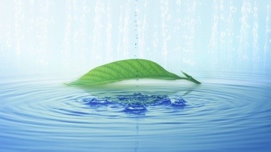 蝴蝶犬吃营养膏吗