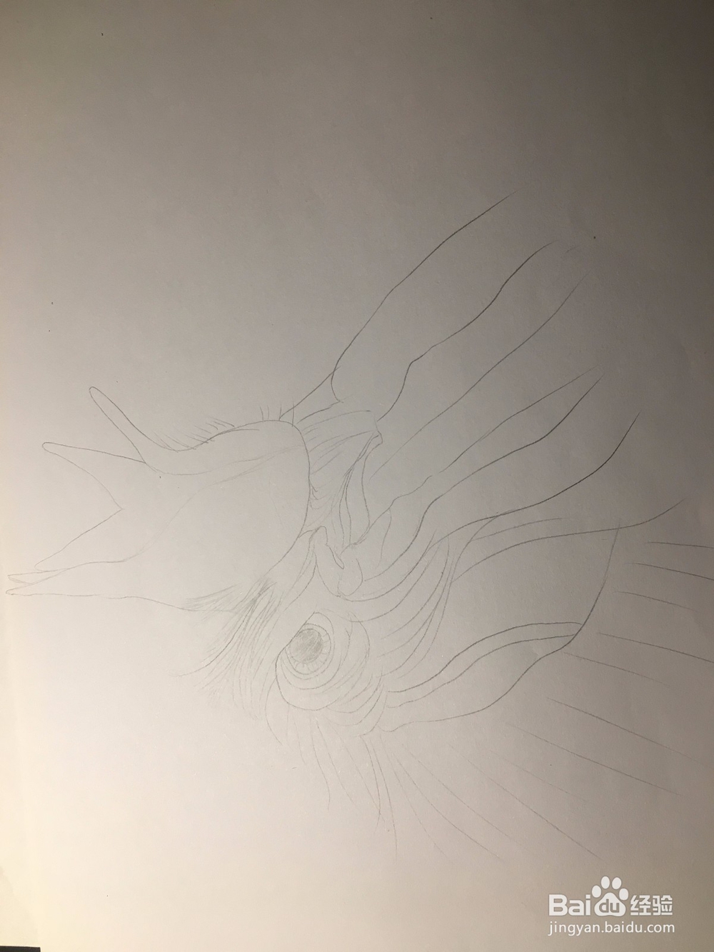画公鸡头 鸡冠头简笔画 鸡头线描画
