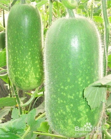 夏天吃哪些蔬菜可以减肥？