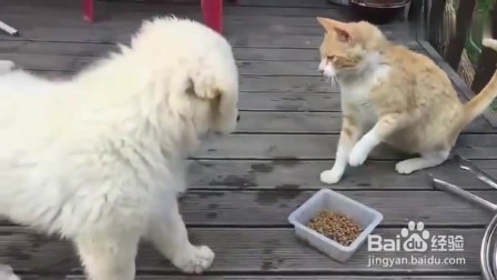 小奶狗不吃东西怎么办