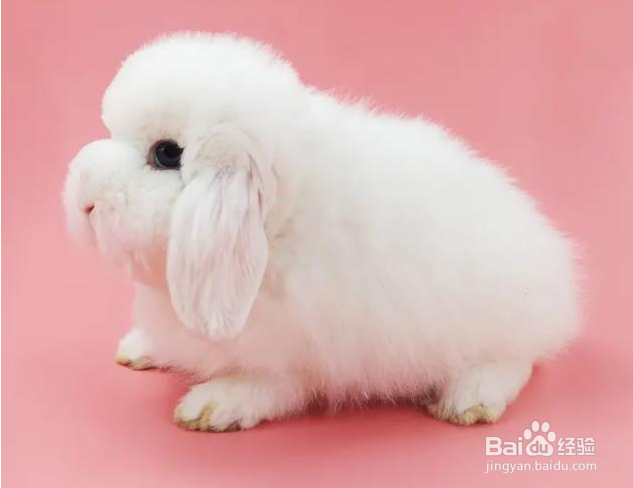 新手养兔注意事项