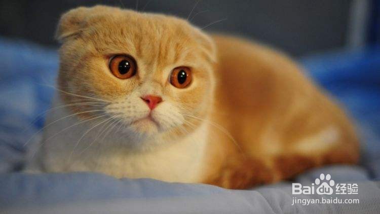 折耳猫为什么不能养