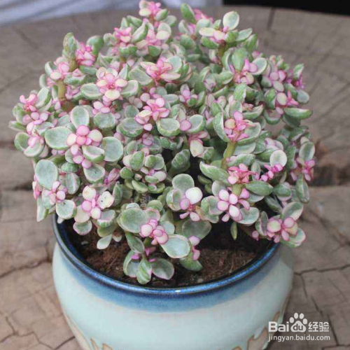 雅乐之舞叶子上的斑锦褪色怎么解决?