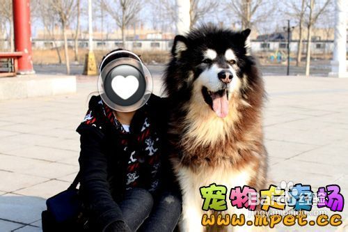 喂养阿拉斯加幼犬应注意什么