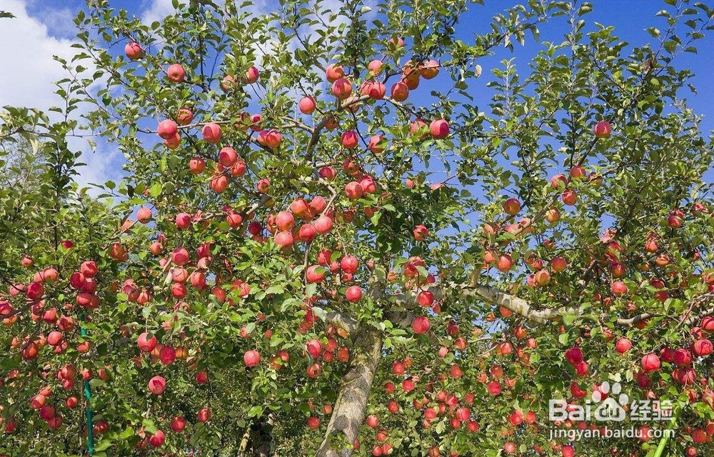 生态果园利用太阳能杀虫灯开展绿色防控