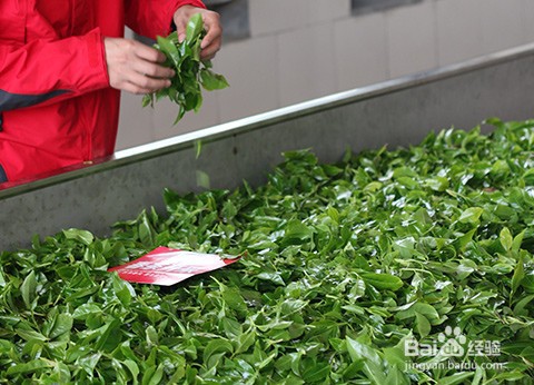 宫明茶叶的制作工序