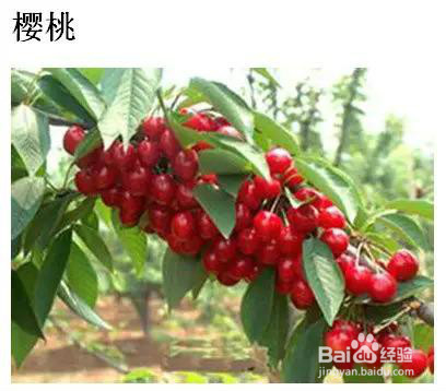 五月最该吃的应季水果，送给爱吃水果的你！