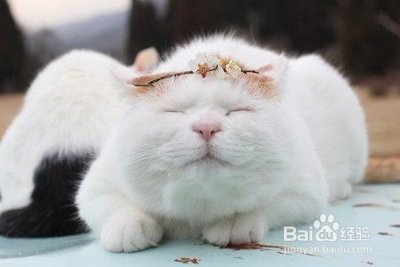 猫毛过敏怎么处理