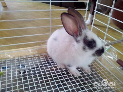 怎么判断兔子吃饱了