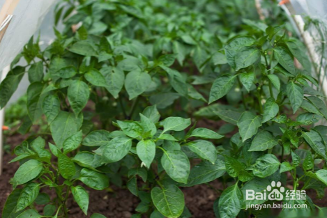 适合夏天种的蔬菜