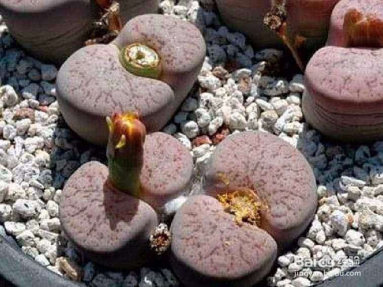 盆栽生石花的诀窍