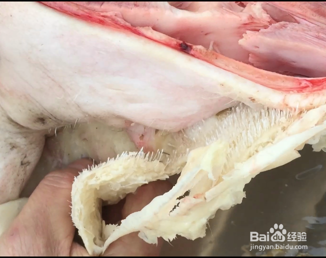 家禽拔毛蜡操作使用方法现场指导