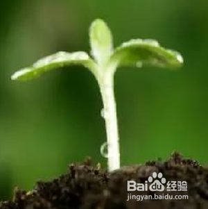 完成语文读后感的六个步骤