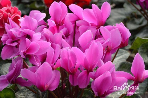 仙客来的养殖方式及注意事项