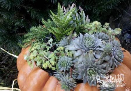 双十一剁手的钱省下来，可以建一个多肉花园了！