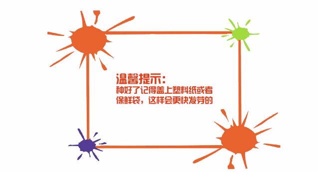 怎么快速让小西红柿的种子发芽