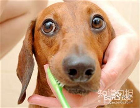 狗狗口臭熏人怎么办