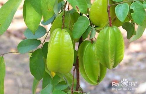 6招帮你买到好吃的杨桃