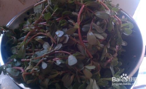 麻生菜怎么吃 百度经验