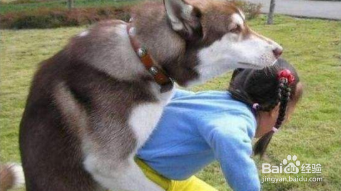 如何避免宠物(狗狗)成为小区的公敌?