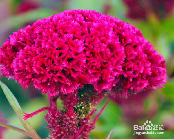 怎么养殖鸡冠花？