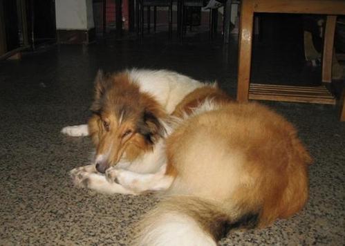 狗狗老放臭屁怎么办