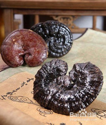 野生灵芝保存方法