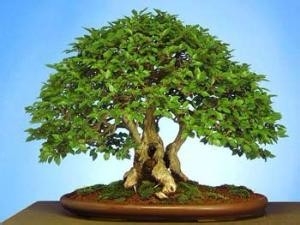 卧室内绝不能摆放的11种花
