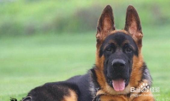 狗有什么营养价值