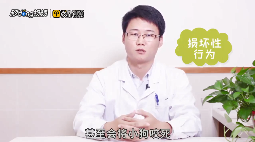 第一窝狗不能留这种说法对吗