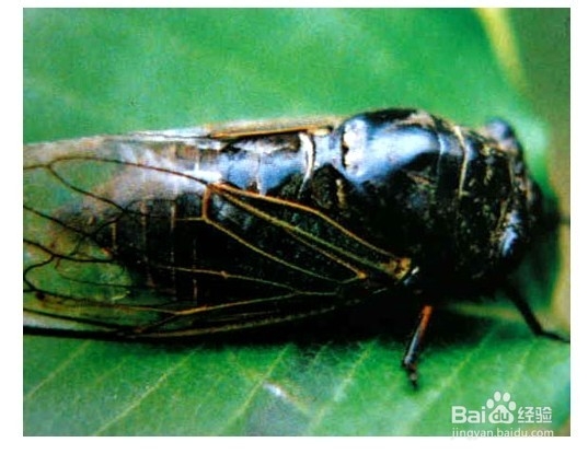 蝉的药用价值有什么?