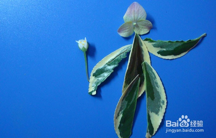 植物拼装画之观赏蝴蝶树