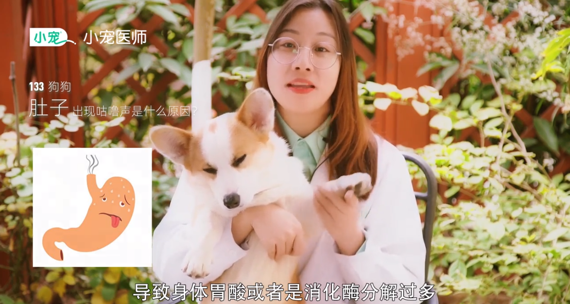 狗狗肚子为什么出现咕噜声