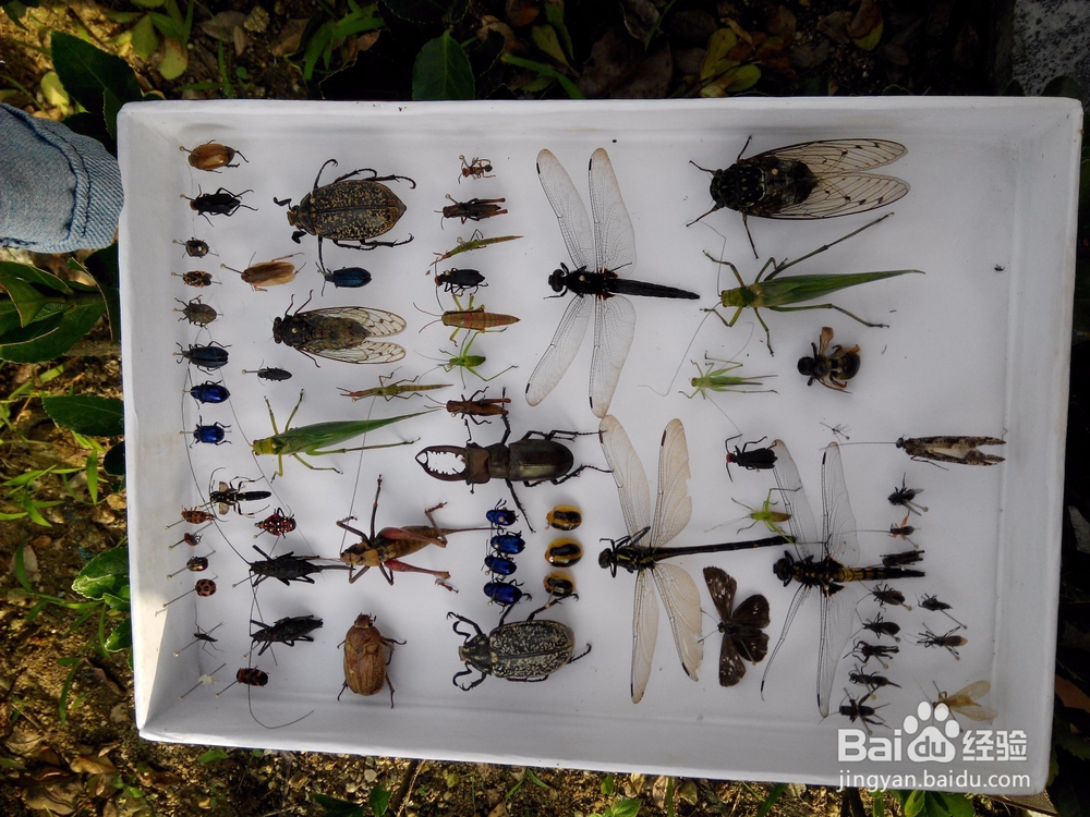 【金寨县马鬃岭实习攻略】